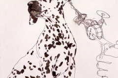 Dalmation